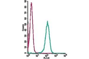 Cell surface detection of ACE2 by indirect flow cytometry in live intact human  monocytic leukemia cell line: + goat-anti-rabbit-FITC.