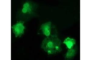 Anti-DNAJB1 mouse monoclonal antibody (ABIN2454093) immunofluorescent staining of COS7 cells transiently transfected by pCMV6-ENTRY DNAJB1 (RC201762). (DNAJB1 Antikörper)