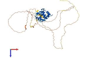 FLI1 Protein (AA 1-452) (His tag)