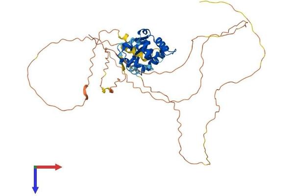 FLI1 Protein (AA 1-452) (His tag)