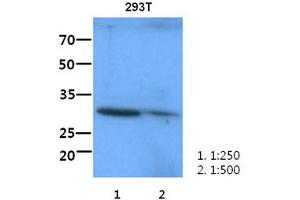 The lysate of 293T (60ug) were resolved by SDS-PAGE, transferred to PVDF membrane and probed with anti-human ITLN1 antibody(1:250-1:500). (ITLN1/Omentin Antikörper)