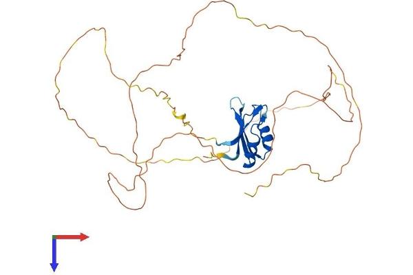RBMY1A1 Protein (AA 1-380) (His tag)