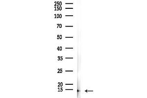 Western blot analysis of lysates from Rat lung, using GNG11 Antibody at 1/1000 dilution.