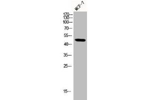 Western Blot analysis of MCF-7 cells using Phospho-Smad3 (S204) Polyclonal Antibody (SMAD3 Antikörper  (pSer204))