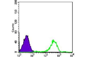 Flow cytometric analysis of Raji cells using FAK mouse mAb (green) and negative control (purple). (FAK Antikörper)