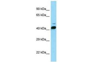 Image no. 1 for anti-RAR-Related Orphan Receptor B (RORB) (AA 86-135) antibody (ABIN6748143) (RORB Antikörper  (AA 86-135))