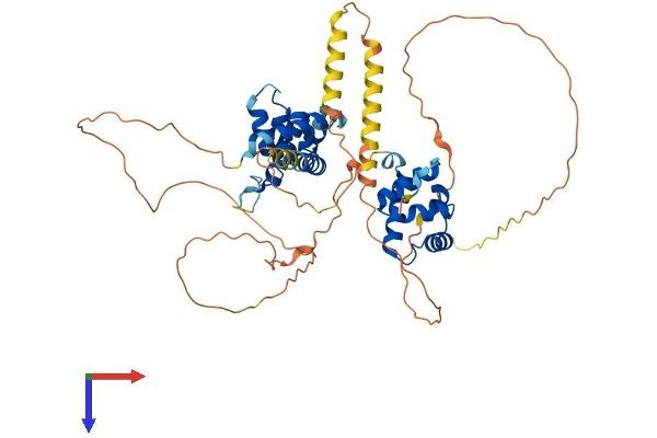 NAB1 Protein (AA 1-486) (His tag)