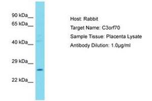 Image no. 1 for anti-Chromosome 3 Open Reading Frame 70 (C3ORF70) (AA 170-219) antibody (ABIN6750790) (C3ORF70 Antikörper  (AA 170-219))