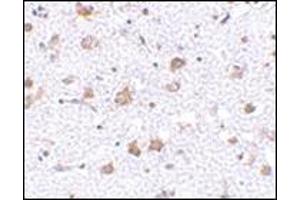 Immunohistochemistry of MANF in human brain tissue with this product at 2. (MANF Antikörper  (C-Term))