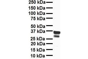 WB Suggested Anti-TFB1M antibody Titration: 1 ug/mL Sample Type: Human liver