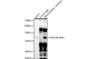 Immunoprecipitation analysis of 300 μg extracts of U-937 cells using 3 μg RING1B/RNF2 antibody (ABIN7270070). (RNF2 Antikörper)