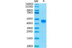 Mouse Nectin-4 on Tris-Bis PAGE under reduced conditions. (PVRL4 Protein (AA 31-347) (His tag))