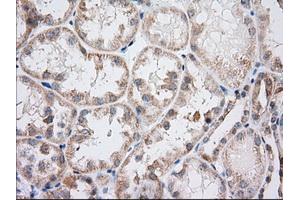 Immunohistochemical staining of paraffin-embedded Human Kidney tissue using anti-IFT57 mouse monoclonal antibody. (IFT57 Antikörper)