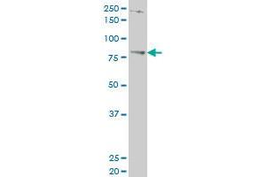 TBX3 monoclonal antibody (M06), clone 3A7 Western Blot analysis of TBX3 expression in HepG2 . (TBX3 Antikörper  (AA 311-410))