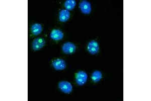 IF analysis of NOLA1/GAR1 using anti-NOLA1/GAR1 antibody (ABIN7602076). (GAR1 Antikörper  (AA 58-165))