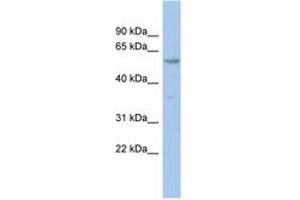 Image no. 1 for anti-Zinc Finger Protein 8 (ZNF8) (AA 35-84) antibody (ABIN6742389) (ZNF8 Antikörper  (AA 35-84))