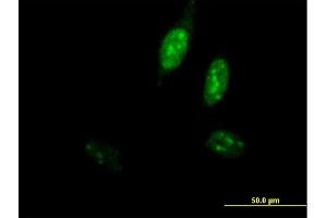 Immunofluorescence of purified MaxPab antibody to POLE3 on HeLa cell. (POLE3 Antikörper  (AA 1-147))