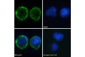 Immunofluorescence staining of fixed Daudi cells with anti-CD80 antibody IDEC-114 (Galiximab). (Rekombinanter CD80 (Galiximab Biosimilar) Antikörper)