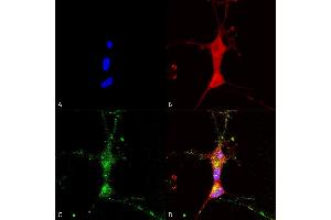 Immunocytochemistry/Immunofluorescence analysis using Mouse Anti-TrpC7 Monoclonal Antibody, Clone N64A/36 (ABIN2485419). (TRPC7 Antikörper  (AA 845-862) (Atto 390))