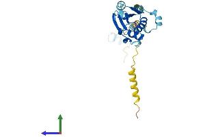 AlphaFold protein structure predicition of Human Recombinant PDCL3 Protein, UniprotID Q9H2J4