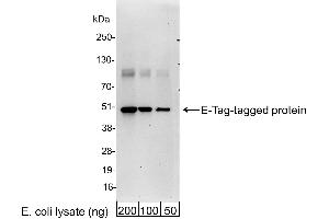 Western Blotting (WB) image for anti-E Tag antibody (HRP) (ABIN7795576) (E Tag Antikörper  (HRP))