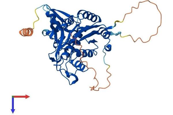 ATG4A Protein (AA 1-398) (His tag)