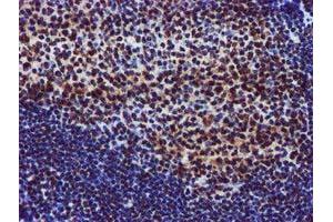 Image no. 6 for anti-Glutathione S-Transferase theta 2 (GSTT2) antibody (ABIN1498553) (GSTT2 Antikörper)