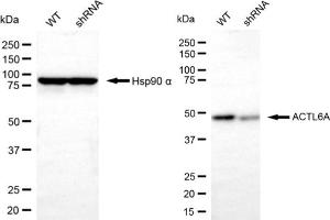 Western blotting analysis using actin like 6A antibody (ABIN7797456). (BAF53A Antikörper)