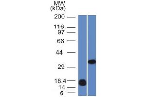 Western Blotting (WB) image for anti-Lectin, Galactoside-Binding, Soluble, 13 (LGALS13) (AA 23-134) antibody (ABIN6939562)