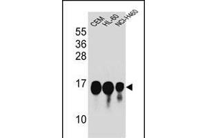 HIST1H2B Antibody (Center) (ABIN654684 and ABIN2844377) western blot analysis in CEM,HL-60,NCI- cell line lysates (35 μg/lane). (HIST1H2BJ Antikörper  (AA 57-86))