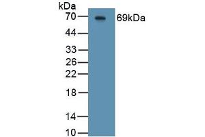 Western Blotting (WB) image for anti-Hemochromatosis Type 2 (Juvenile) (HFE2) (AA 34-393) antibody (ABIN7434503)