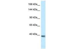 Image no. 1 for anti-Potassium Voltage-Gated Channel, KQT-Like Subfamily, Member 2 (KCNQ2) (AA 182-231) antibody (ABIN6747559)