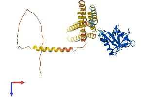 C-Type Lectin Domain Family 4, Member M (CLEC4M) (AA 1-399) protein (His tag)
