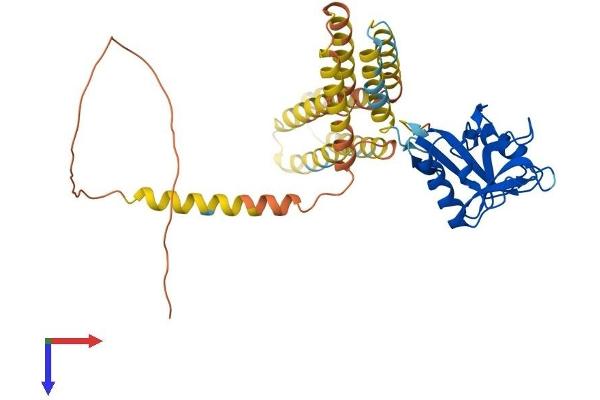 C-Type Lectin Domain Family 4, Member M (CLEC4M) (AA 1-399) protein (His tag)