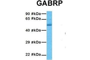 Host:  Rabbit  Target Name:  GABRP  Sample Tissue:  Human 293T  Antibody Dilution:  1. (GABRP Antikörper  (N-Term))