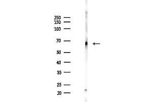 anti-TEA Domain Family Member 4 (TEAD4) (N-Term) antibody