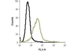 Cell surface detection of Histamine H2 receptor in live intact rat basophilic leukemia cell lines: (black line) Unstained cells + goat-anti-rabbit-FITC. (HRH2 Antikörper  (2nd Extracellular Loop))