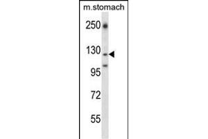 LC2 Antibody (Center) (ABIN657905 and ABIN2846856) western blot analysis in mouse stomach tissue lysates (35 μg/lane). (LAMC2 Antikörper  (AA 941-970))