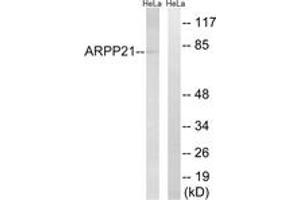 Western blot analysis of extracts from HeLa cells, using ARPP21 Antibody.