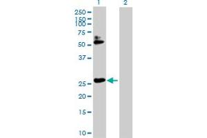 Western Blot analysis of HOXB7 expression in transfected 293T cell line by HOXB7 MaxPab polyclonal antibody. (HOXB7 Antikörper  (AA 1-217))