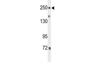 Western blot analysis of PTPRD antibody and HeLa lysate. (PTPRD Antikörper  (AA 343-371))