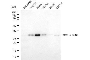 Western blotting analysis using GEMIN8 antibody (ABIN7798704).