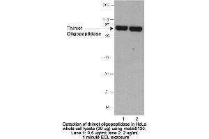 Image no. 1 for anti-Thimet Oligopeptidase 1 (THOP1) (AA 56-72) antibody (ABIN363284) (Thimet Oligopeptidase 1 Antikörper  (AA 56-72))