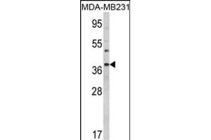 Western blot analysis of BAG1 Antibody (C-term) (ABIN389451 and ABIN2839520) in MDA-M cell line lysates (35 μg/lane). (BAG1 Antikörper  (C-Term))