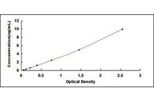 CD99 ELISA Kit