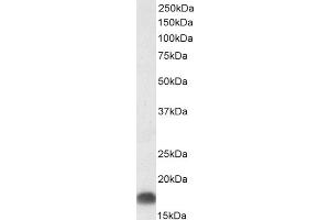 Western Blotting (WB) image for anti-Dynactin 3 (p22) (Dctn3) (Internal Region) antibody (ABIN571258)