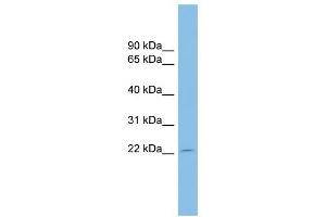 EBI3 antibody used at 1 ug/ml to detect target protein. (EBI3 Antikörper  (Middle Region))
