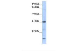 Image no. 1 for anti-Chemokine (C-X-C Motif) Ligand 16 (CXCL16) (C-Term) antibody (ABIN6737989) (CXCL16 Antikörper  (C-Term))