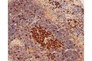 IHC-P: Beclin 1 antibody testing of mouse spleen tissue (Beclin 1 Antikörper  (AA 1-354))