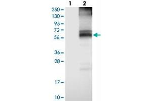 SLC7A4 antibody